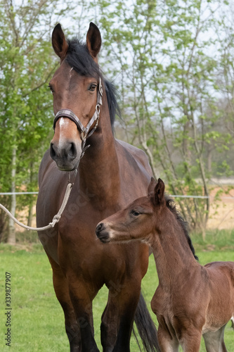 Close-up of a little just born brown horse standing next to the mother  during the day with a countryside landscape