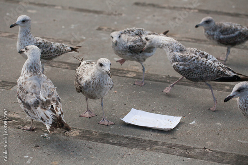 Obraz na płótnie Herring gulls arguing over leftovers w salonie