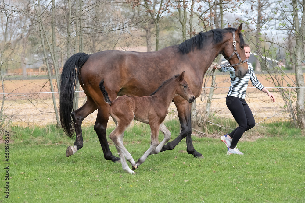 Cute small brown foal running in trot free in the field with his mother. A young woman is running next to the motherhorse. Animal in motion Cute small brown foal running in trot free in the field with his mother. A young woman is running next to the motherhorse. Animal in motion