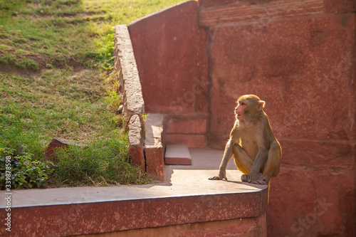 Canvas Print Portrait of macaque monkey