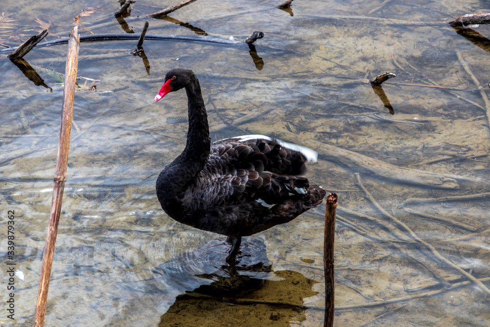 Εκτύπωση καμβά Swan swiming  at Mclaren falls in New Zealand