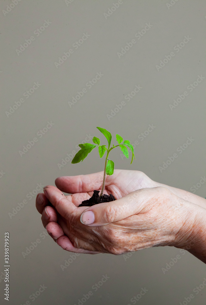 women's hands carefully hold a young sprout with earth and roots women's hands carefully hold a young sprout with earth and roots