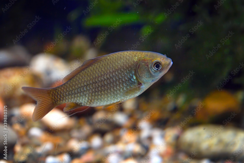 Wild Crucian carp in the aquarium. Carassius carassius Wild Crucian carp in the aquarium. Carassius carassius