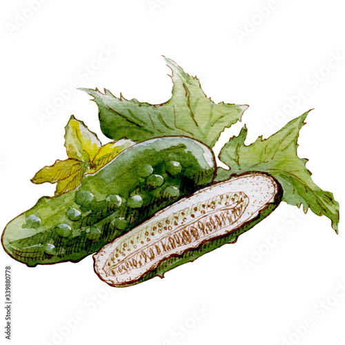 watercolor illustration with cucumber