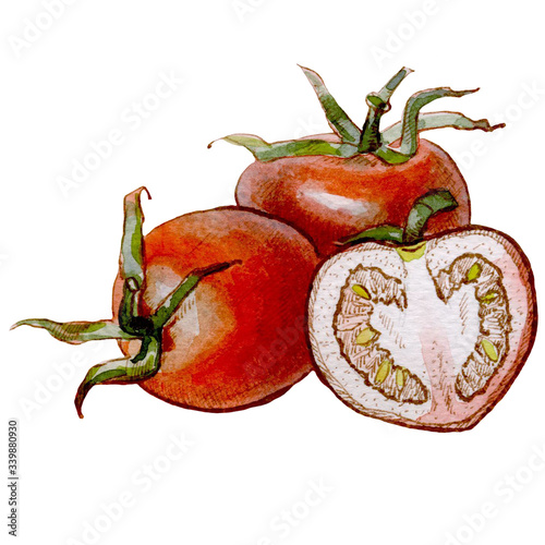 watercolor illustration with red tomato and slace photo