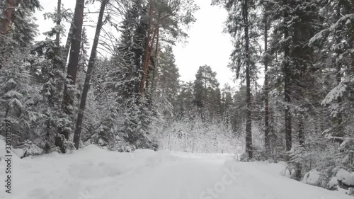 POV ride through a snowy forest with conifers