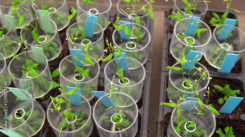 Thale cress and mouse-ear cress or Arabidopsis thaliana experimental is an important model laboratory organism plant genetics molecular biology science, phytotron cultivation growth, nutrient box photo