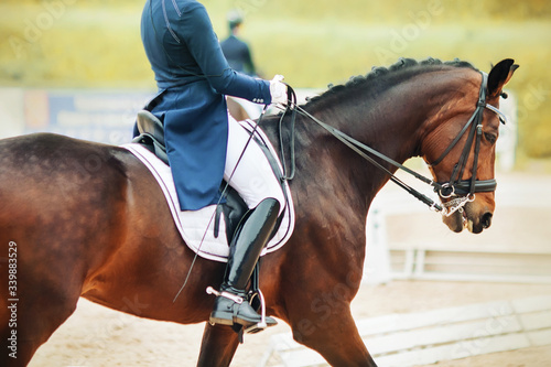 A beautiful Bay horse with spots on its rump and a rider in the saddle, who is dressed in a blue suit with patent leather boots, participate in dressage competitions
