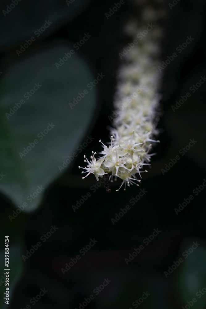 Fototapeta premium 自然, 植える, 花, 緑, 