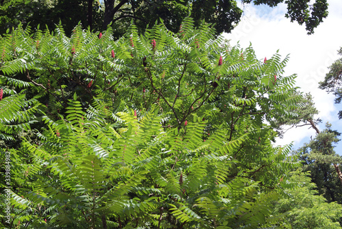 branches of hairy sumach