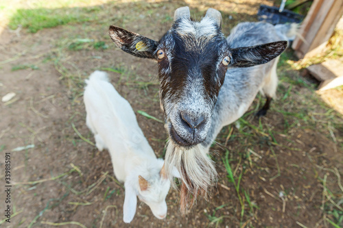 Cute goat relaxing in ranch farm in summer day. Domestic goats grazing in pasture and chewing, countryside background. Goat in natural eco farm growing to give milk and cheese.