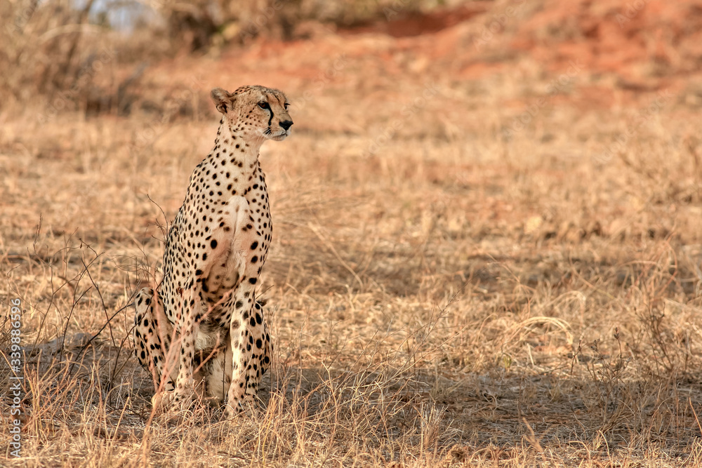 Naklejka premium A cheetah watching the sunset
