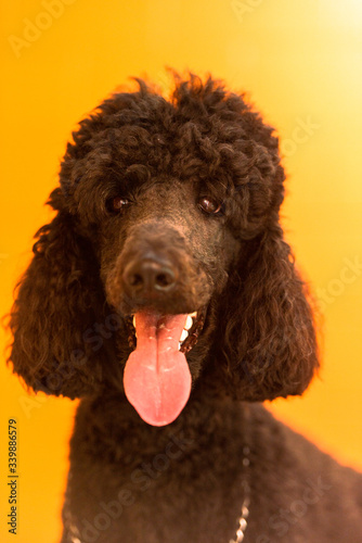 スタンダードプードルの顔