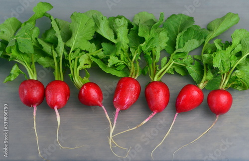 Bunch of organic red radishes with green leaves in one line on a gray background. Freshly harvested spring red  radish. Growing radish. Fresh red radish