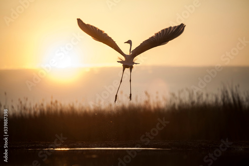 Grey heron silhouette