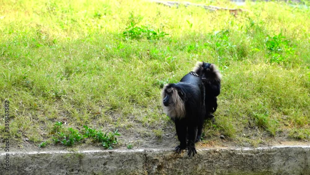The National Zoological Park is a 176-acre zoo in New Delhi, India. The National Zoological Park is a 176-acre zoo in New Delhi, India.