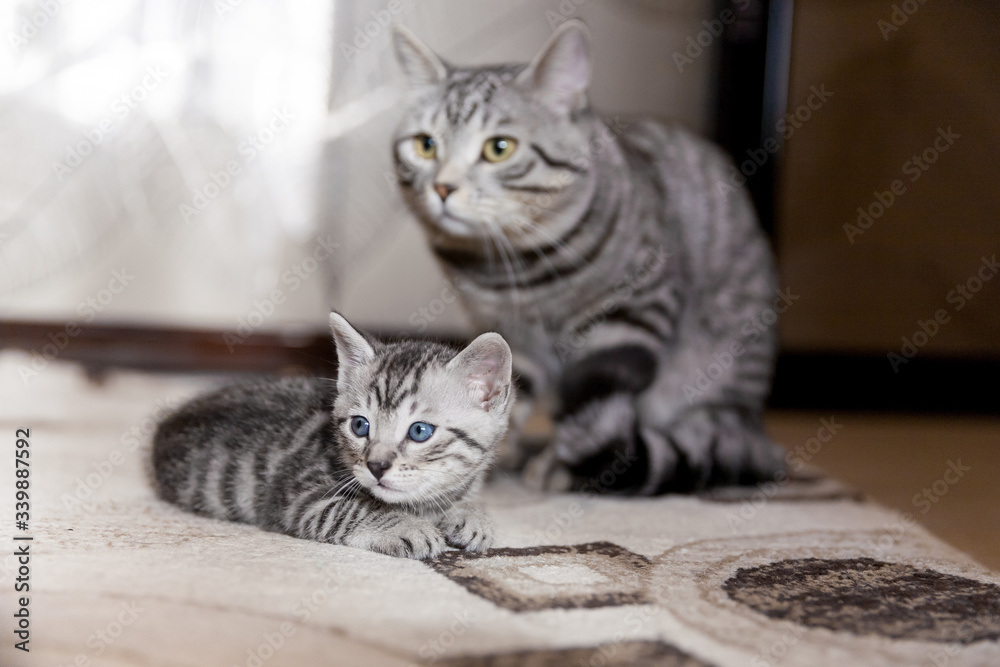 Naklejka premium Gray Blue spotted tabby Bengal cat with its kitten in an interior