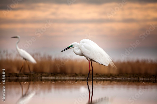 Egret on the lake © erika8213
