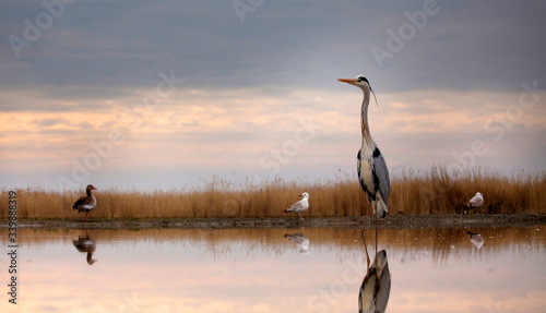 Grey heron on the lake