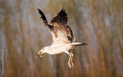 Seagull eating fish