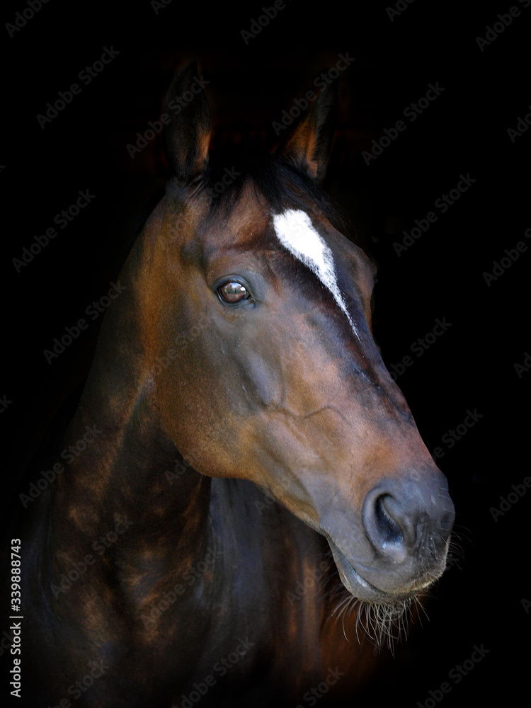 Naklejka Beautiful Horse Head Shot