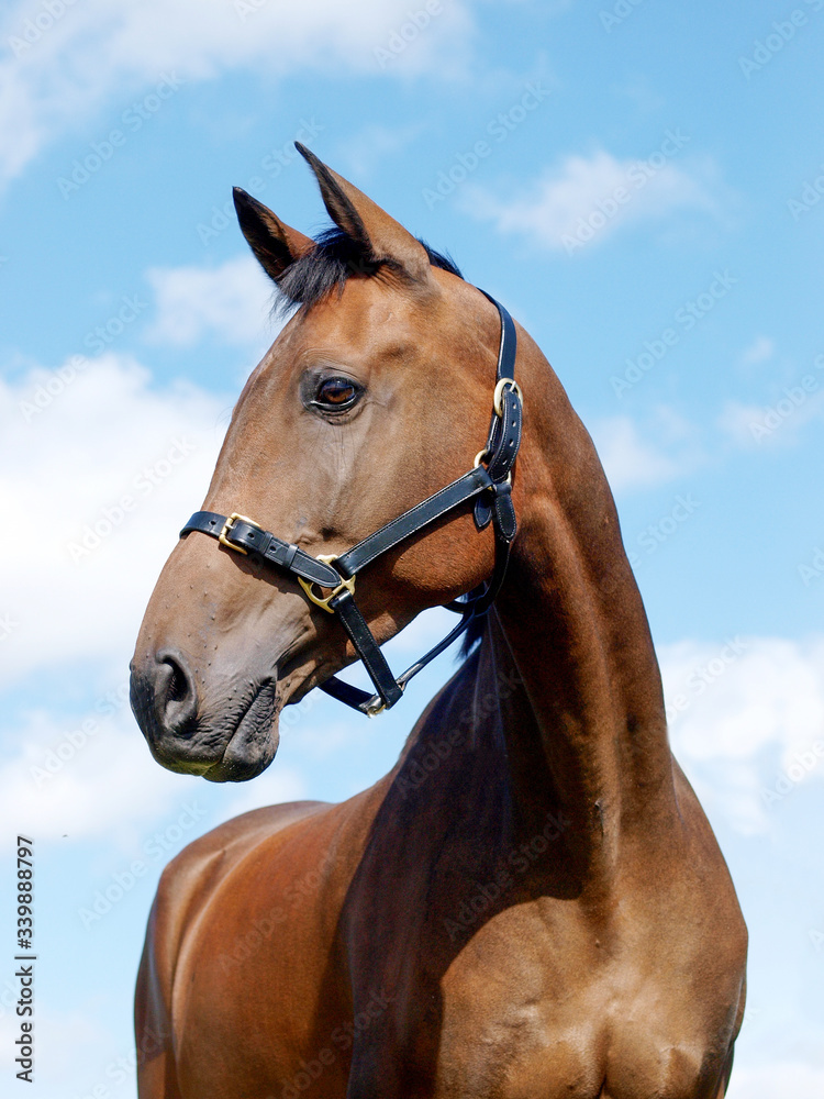 Horse Head Shot Horse Head Shot