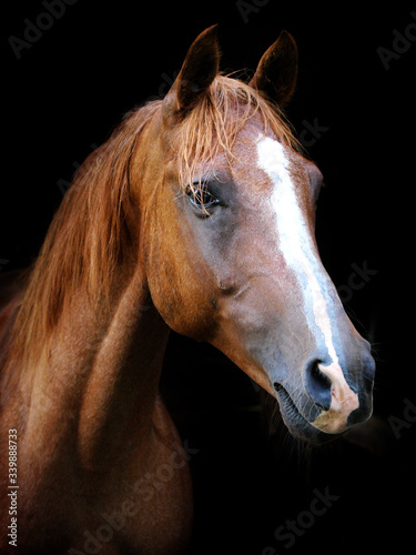 Fototapeta Naklejka Na Ścianę i Meble -  Beautiful Horse Head Shot