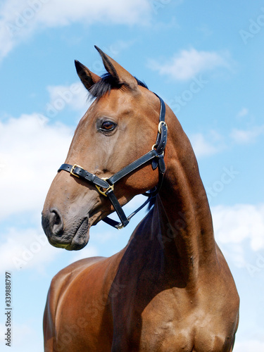 Horse Head Shot