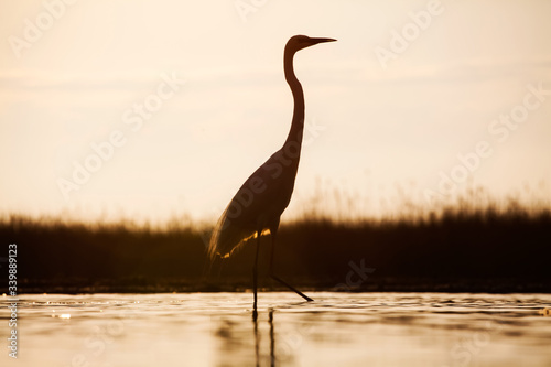 Egret on the lake