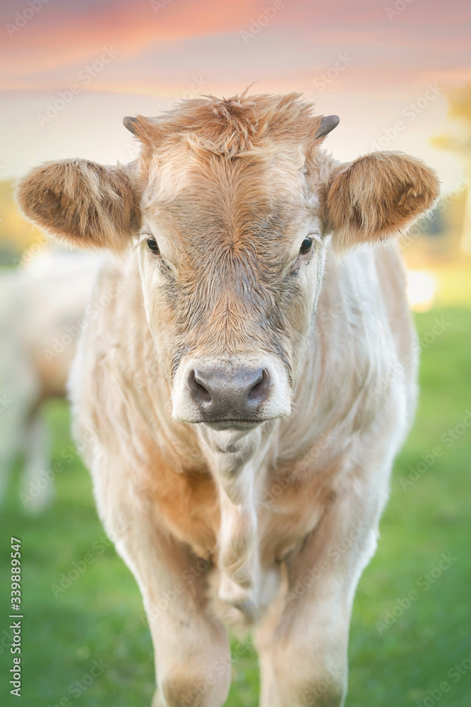 Kuhportrait im Abendlicht 3