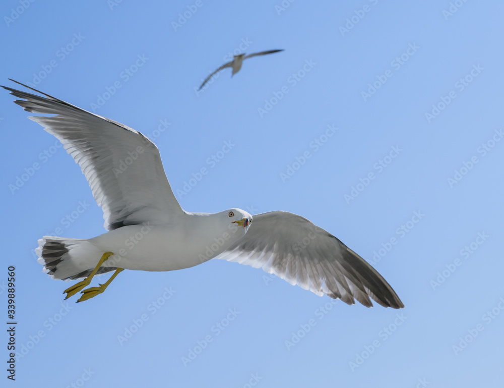 Obraz premium Flying seagull over blue sky.