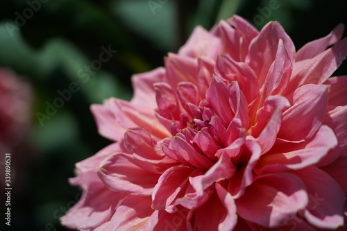 pink flower close up