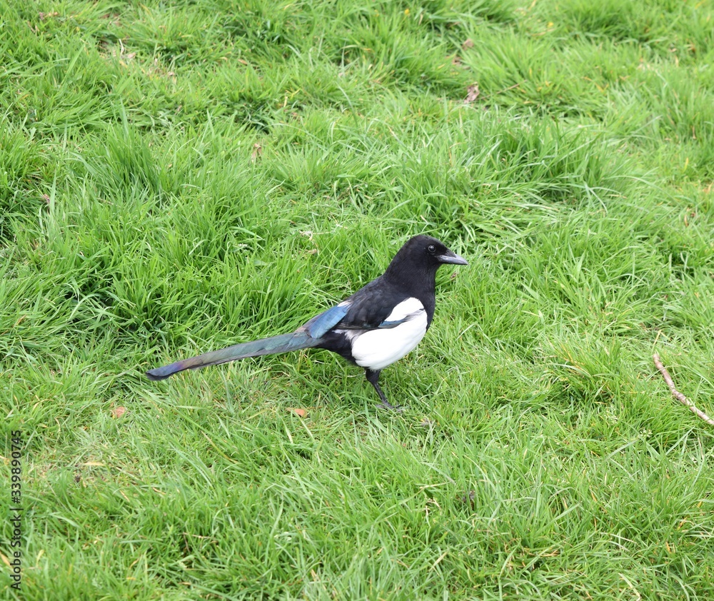 British magpie bird on green grass. British magpie bird on green grass.