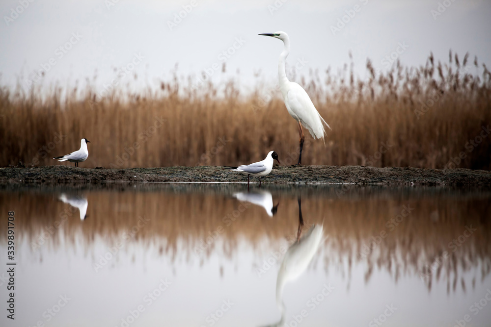 Egret eating fish Egret eating fish