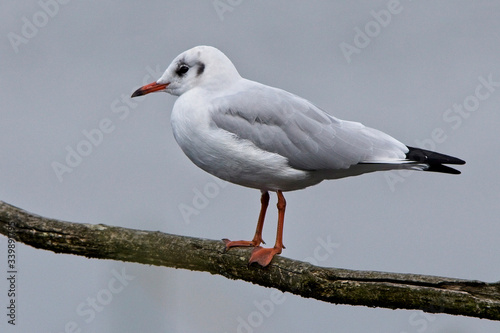 Black-headed Gull (Larus ridibundus), first winter plumage, near Jedburgh, Scotland, UK.