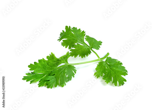 leaf Coriander or Cilantro isolated on white background ,Green leaves pattern