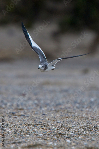Sabine's Gull (Larus sabini), juvenile in flight, Marazion, Cornwall, England, UK.