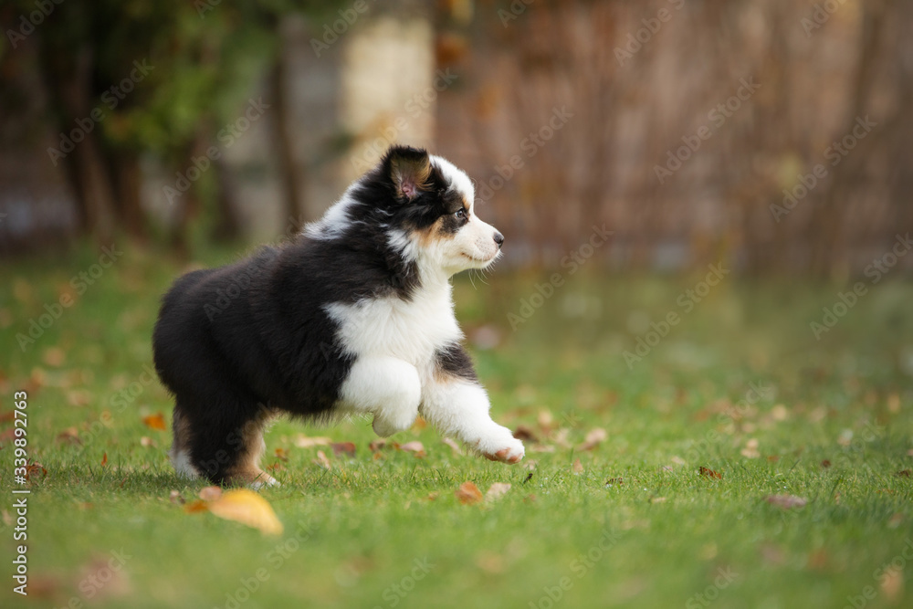 Puppy australian shepherd plays. Pet plays . dog in the yard on the grass Puppy australian shepherd plays. Pet plays . dog in the yard on the grass
