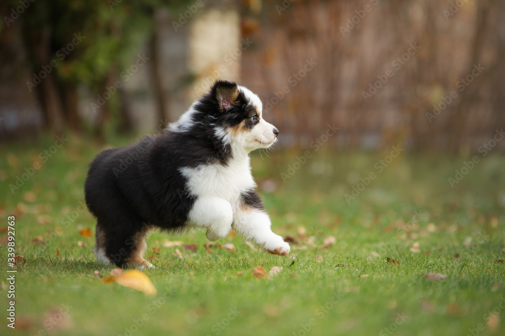 Puppy australian shepherd plays. Pet plays . dog in the yard on the grass