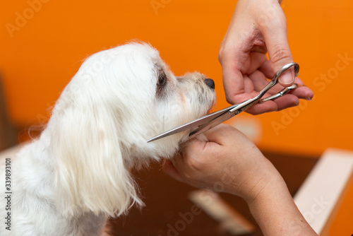 マルチーズのカット