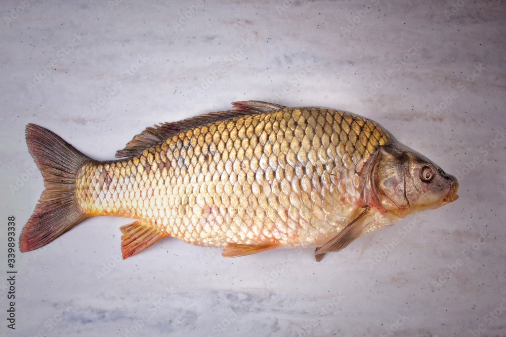 One fresh fish isolated on dark background One fresh fish isolated on dark background