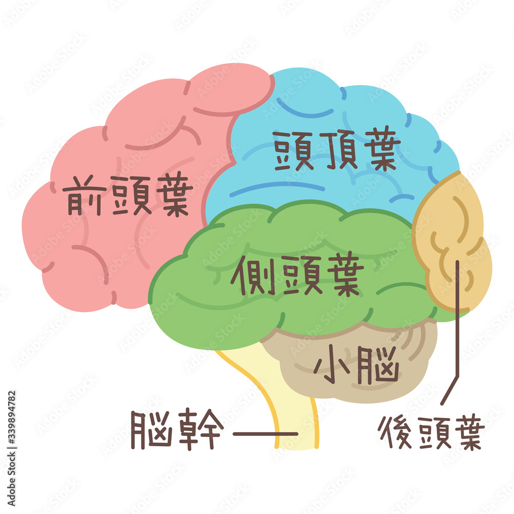 呼吸を司る脳の部位: 脳幹 呼吸中枢 – GBWLY