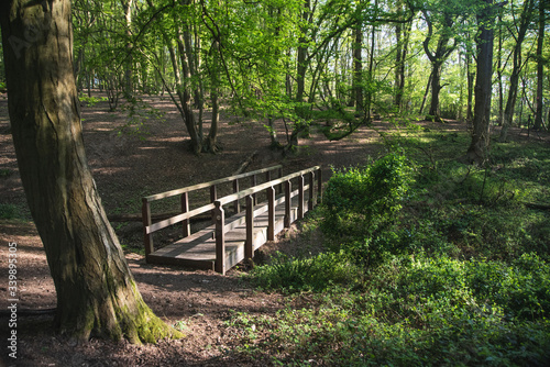 path in the forest