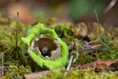 Close up of old torn yellow tennis ball open on one side laying on moss on a tree stump