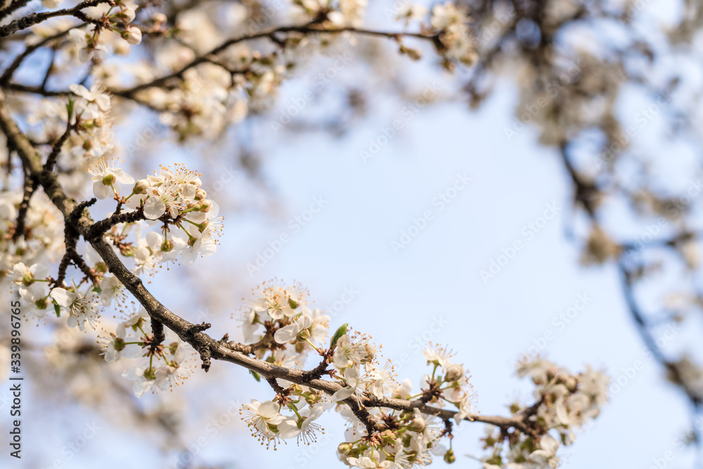 Branches of blossoming cherry in the spring. Bloom. Natural background