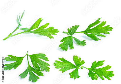 green parsley vegetable isolated on white background