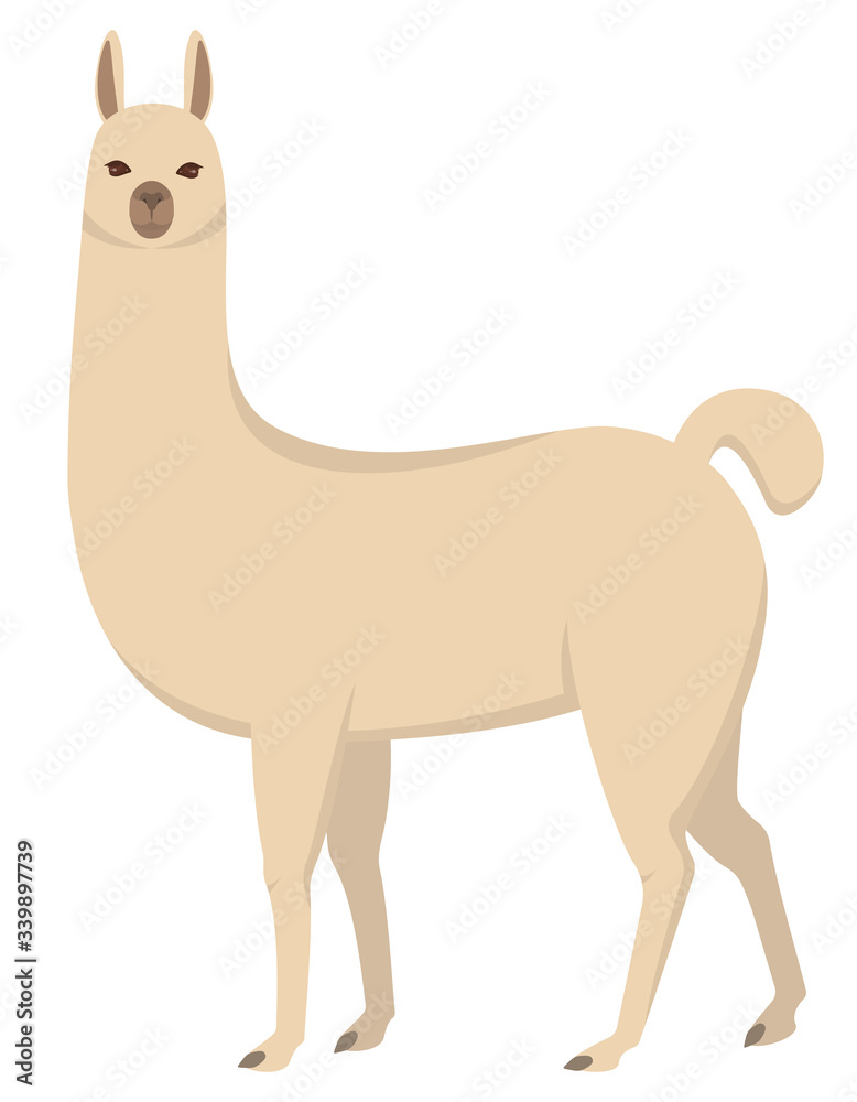 Fototapeta premium Standing cute llama. Beautiful animal in cartoon style.