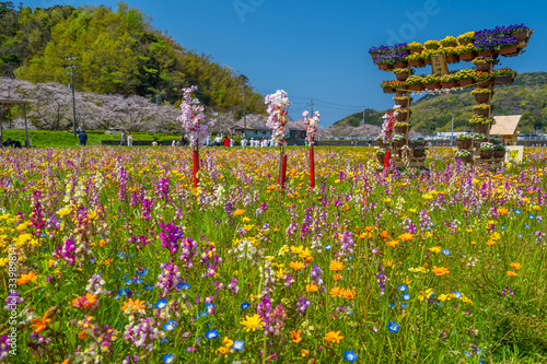 Fotografía 花畑　桜