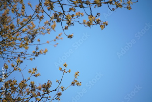 Quercus rubra northern red oak tree during spring seasons