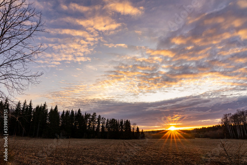 Yellow field with a beautiful yellow sunset in the background.